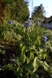 Borago officinalis