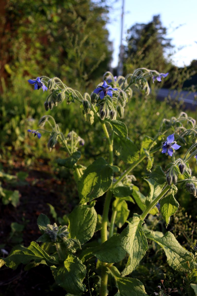 Изображение особи Borago officinalis.