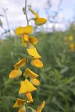 Crotalaria juncea