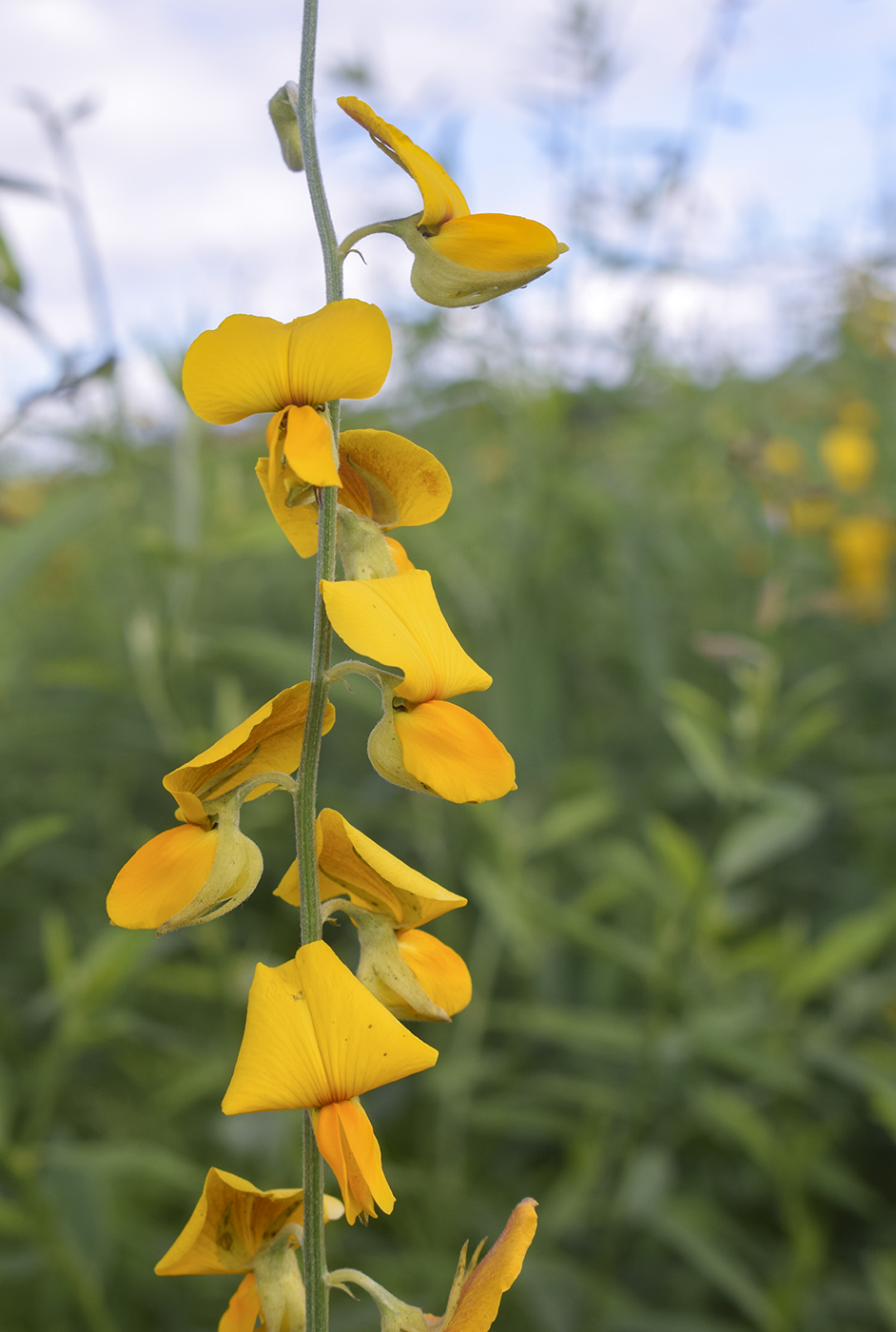 Изображение особи Crotalaria juncea.