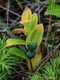 Polygonatum humile. Верхушка плодоносящего растения (среди побегов Juniperus sibirica). Сахалин, Холмский гор. округ, мыс Слепиковского, окраина песчаного пляжа. 26.08.2023.