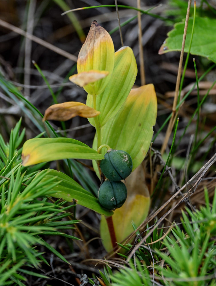 Image of Polygonatum humile specimen.