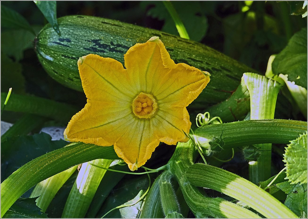 Image of Cucurbita pepo specimen.