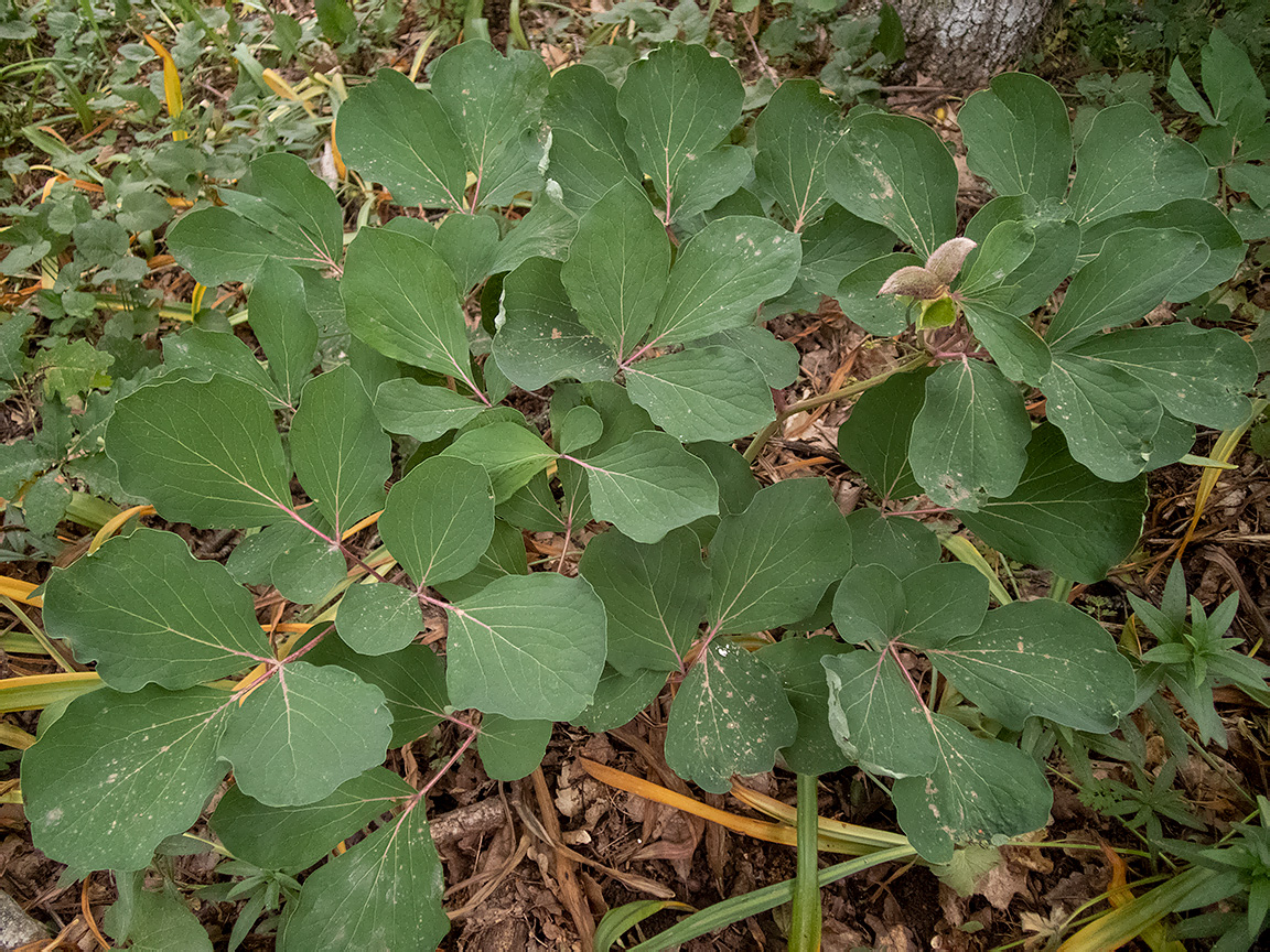 Image of Paeonia daurica specimen.