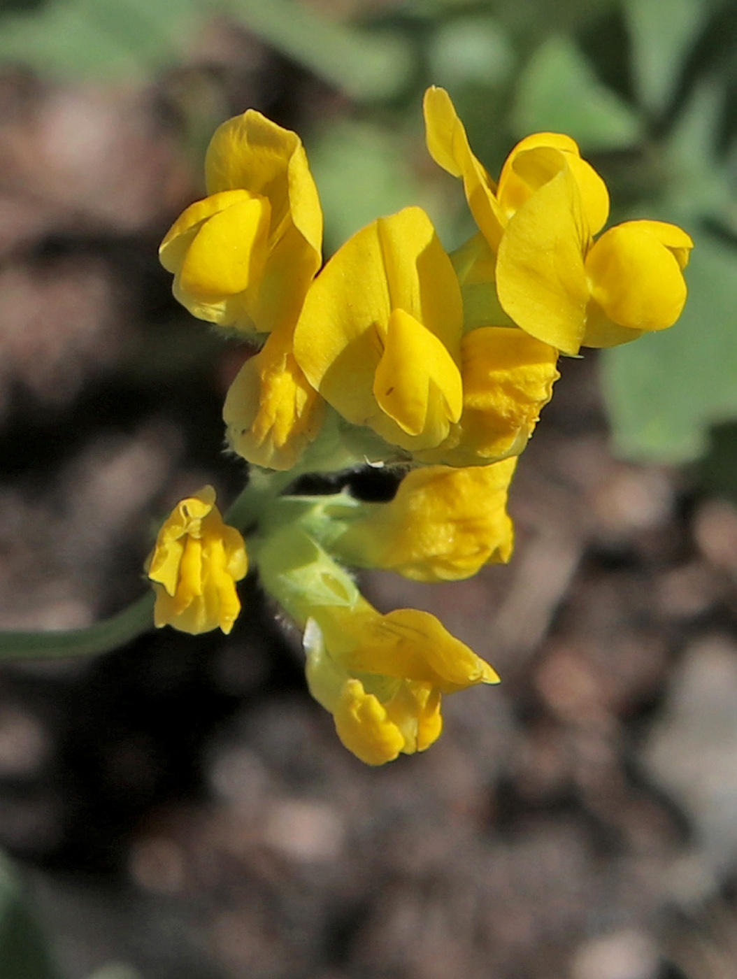 Изображение особи Lathyrus pratensis.