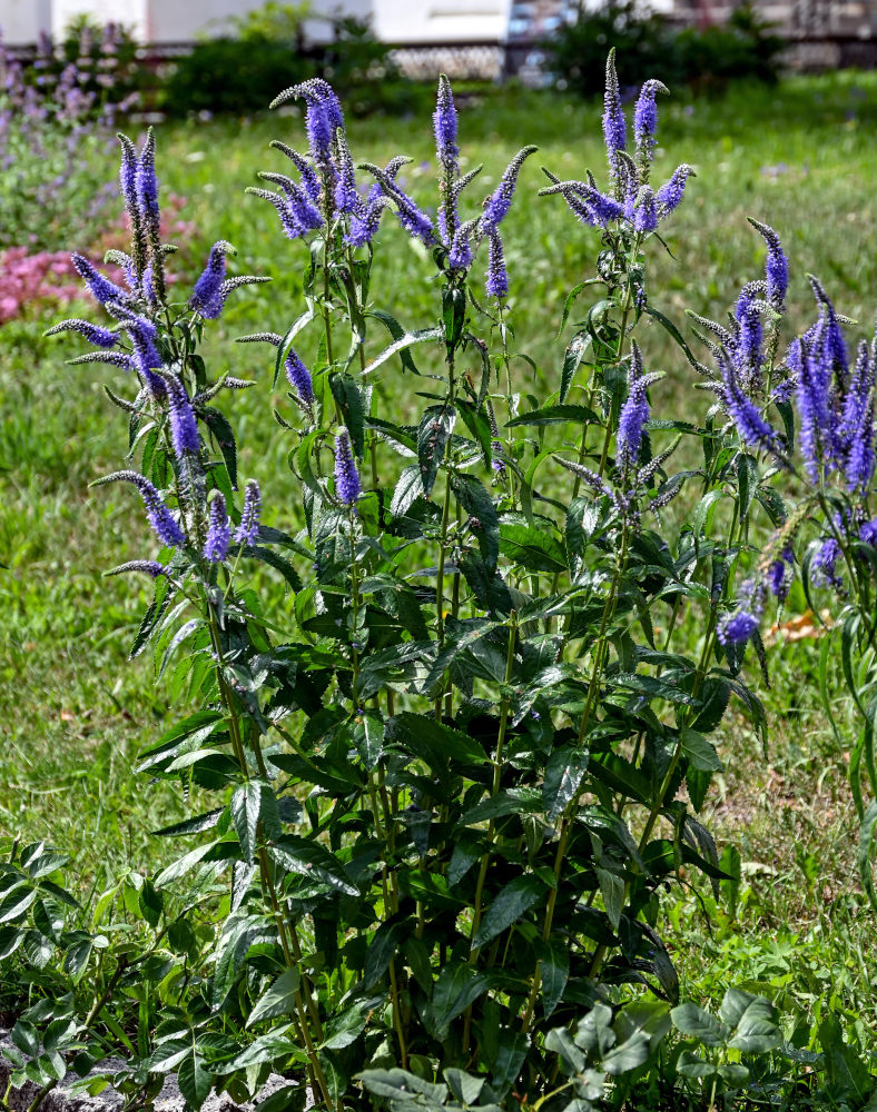 Изображение особи Veronica longifolia.