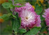 Chrysanthemum indicum