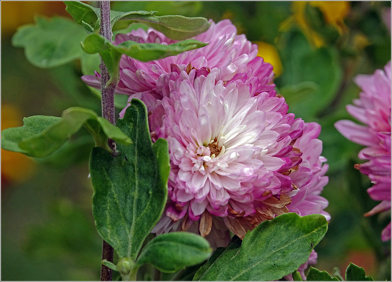 Изображение особи Chrysanthemum indicum.