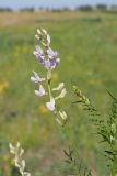 Astragalus sulcatus. Соцветие. Ульяновская обл., Мелекесский р-н, долина р. Бирля, остепнённый луг с участками засоления. 12.08.2023.