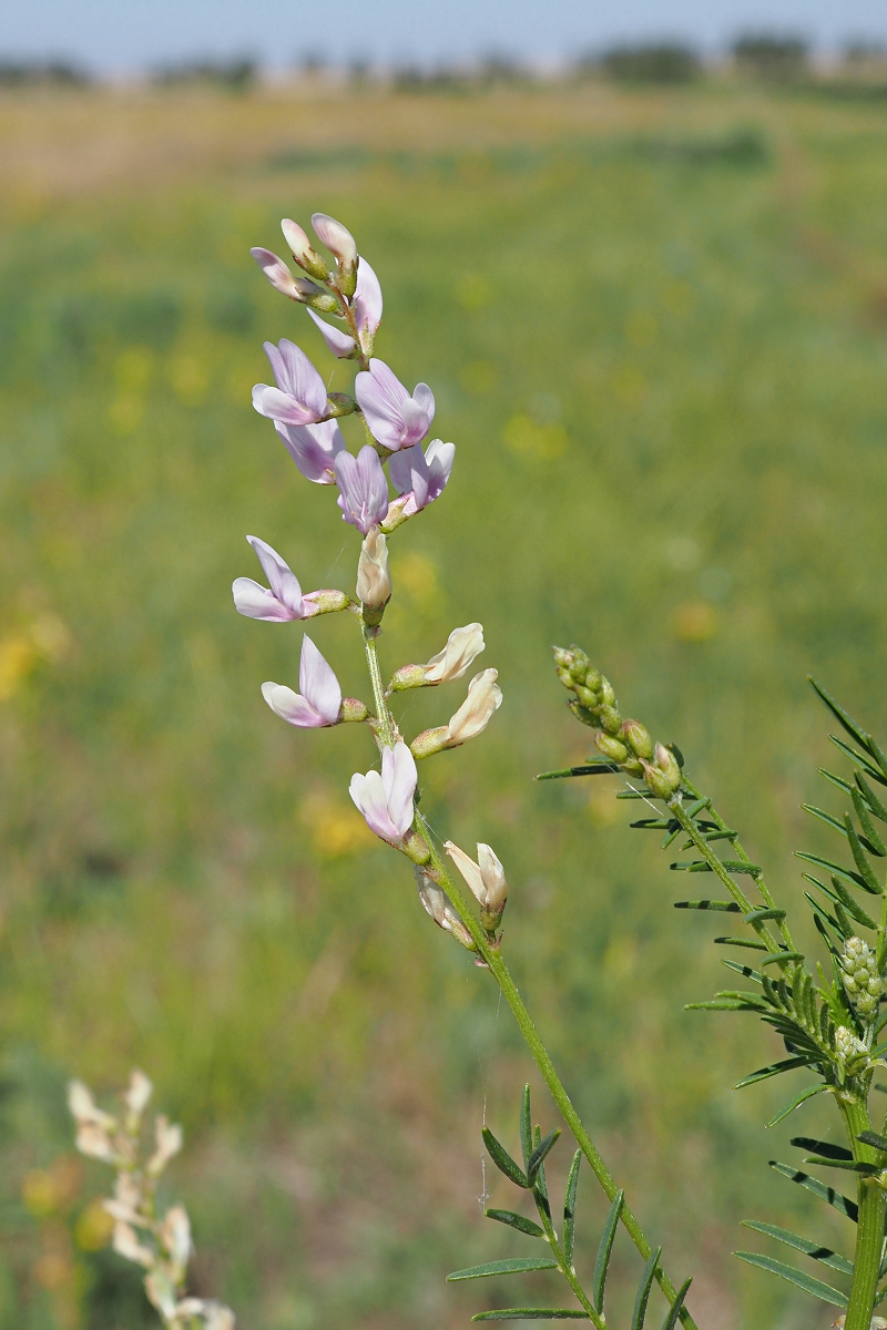 Image of Astragalus sulcatus specimen.