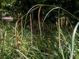 Carex pendula. Верхушка побега с соплодиями. Крым, Южный Берег, городской округ Ялта, Массандровский парк. 29.05.2024.