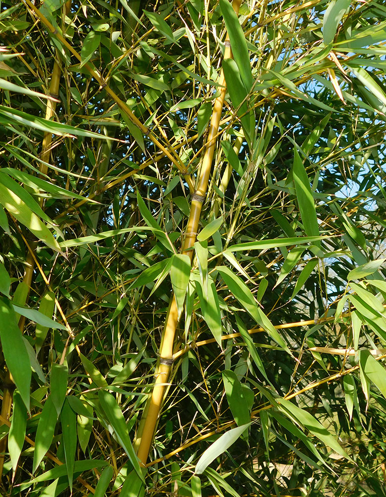 Image of Phyllostachys aurea specimen.