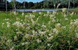 Filipendula ulmaria. Верхушки цветущих растений в сообществе с Dactylis glomerata и Geranium pratense. Вологодская обл., Кирилловский р-н, побережье оз. Ильинское, влажный луг. 12.07.2024.