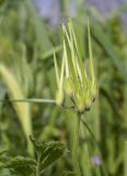 Erodium moschatum. Незрелое соплодие и верхушка листа. Испания, автономное сообщество Каталония, пров. Жирона, комарка Баш Эмпорда, муниципалитет Калонже, залежь. 16.03.2025.