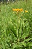 View full-size image Inula orientalis
