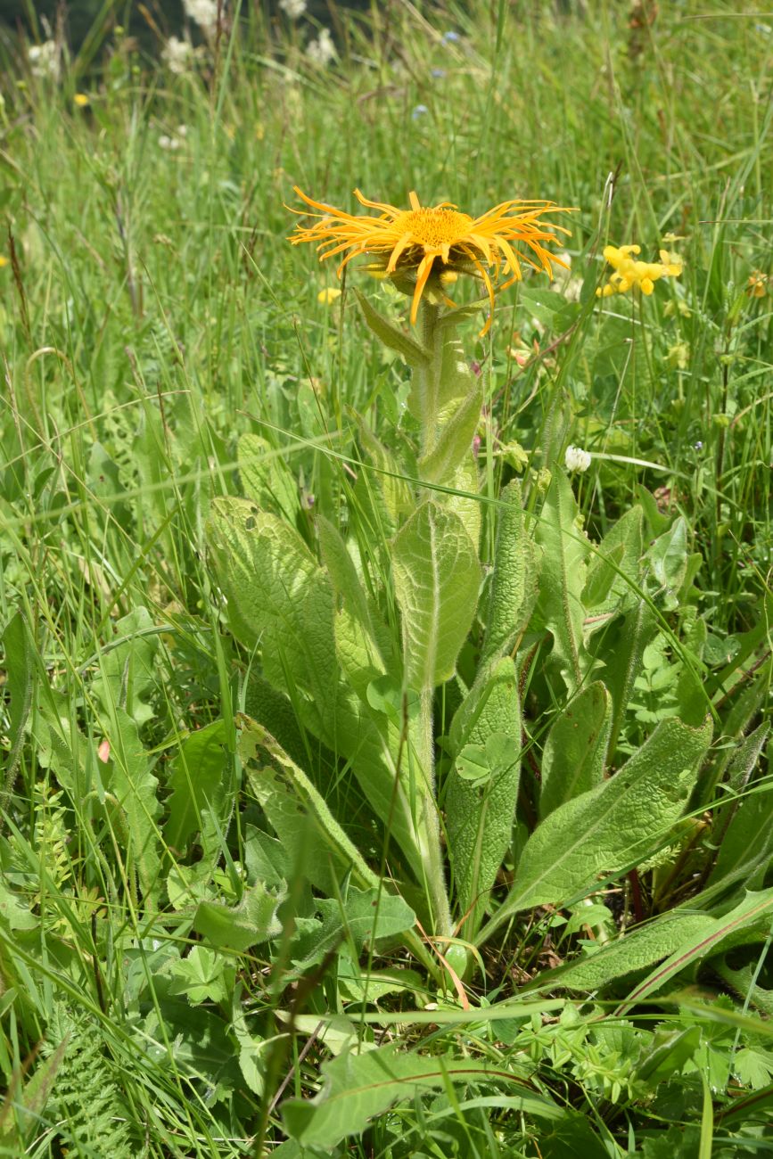 Изображение особи Inula orientalis.