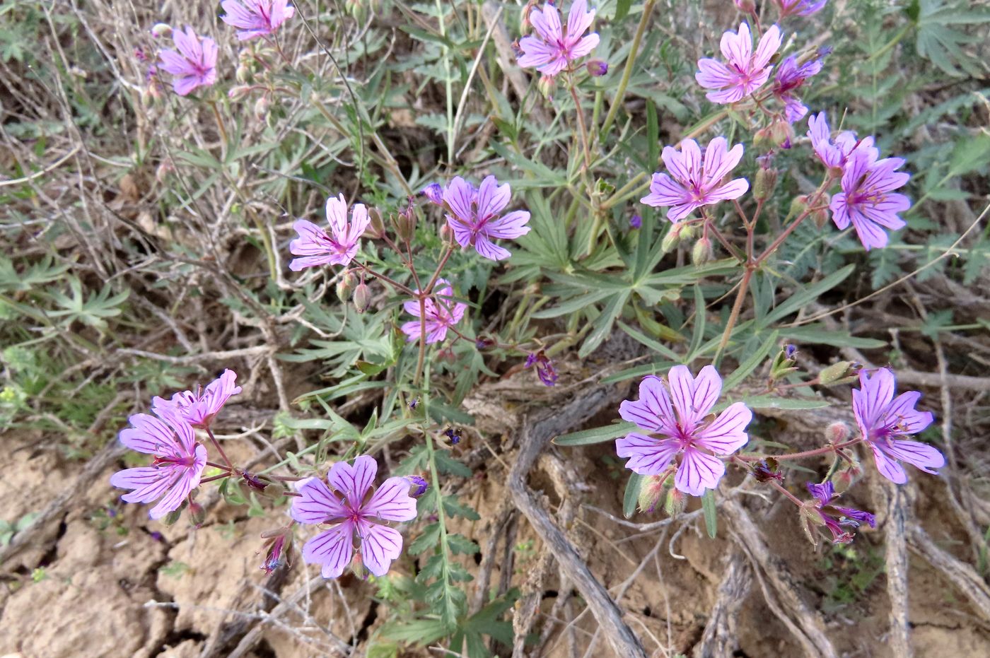 Image of Geranium transversale specimen.