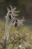 Pulsatilla pratensis