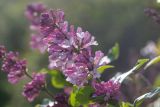 View full-size image Syringa × henryi