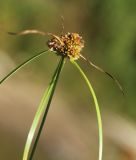 Смотреть изображение Cyperus michelianus