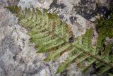 Смотреть изображение Polystichum aculeatum