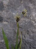 View full-size image Plantago atrata