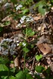 View full-size image Pachyphragma macrophyllum