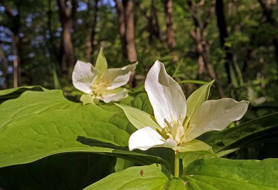 Image of Trillium &times; komarovii specimen.