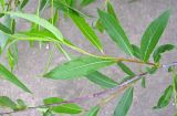 Salix acutifolia. Часть ветви с молодыми побегами. Тверская обл., Весьегонский р-н, берег р. Реня, зона подпора Рыбинского водохранилища. 01.06.2010.