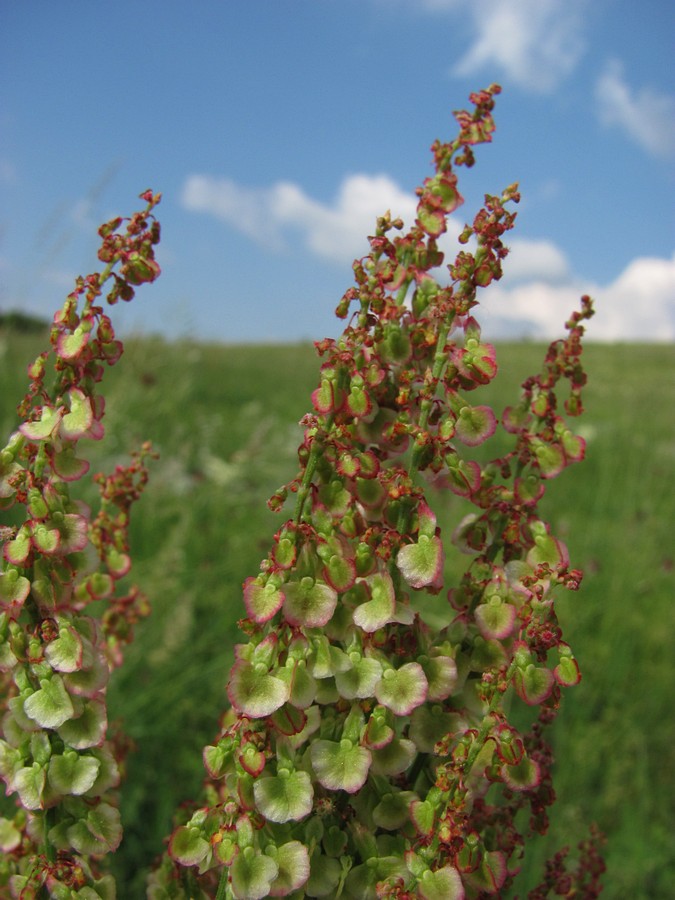 Изображение особи Rumex tuberosus.