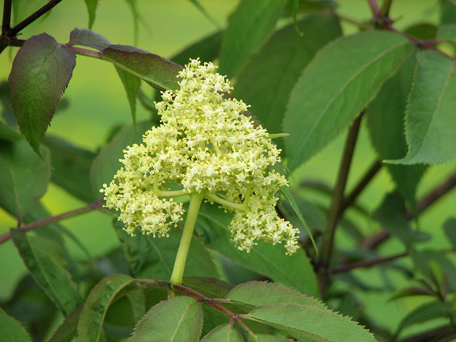 Изображение особи Sambucus racemosa.