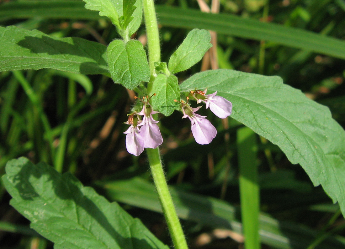 Image of Teucrium scordium specimen.