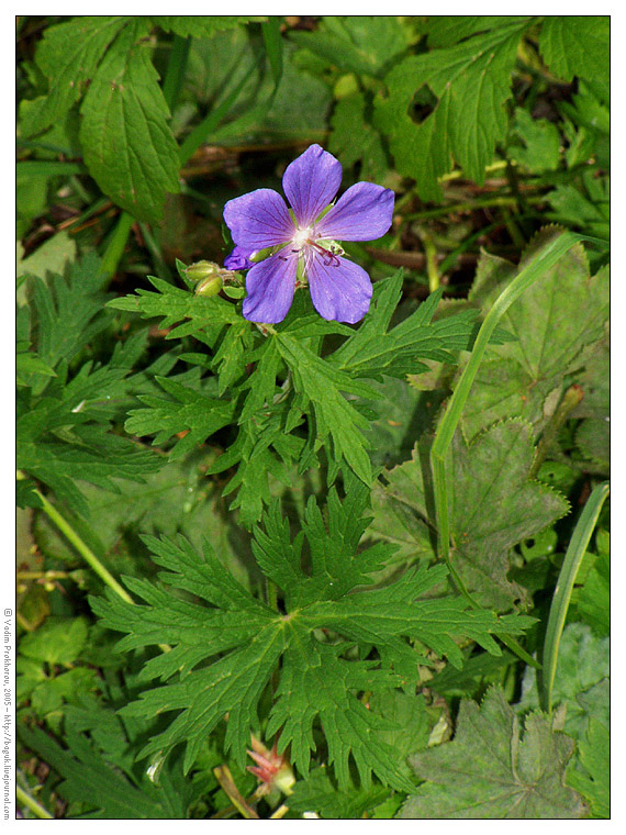 Image of Geranium pratense specimen.