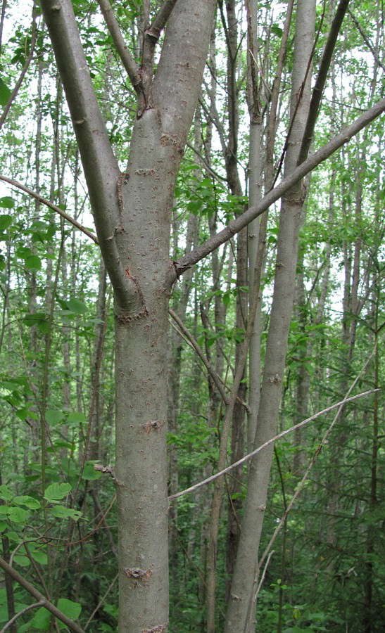 Image of Salix caprea specimen.