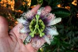 Passiflora edulis