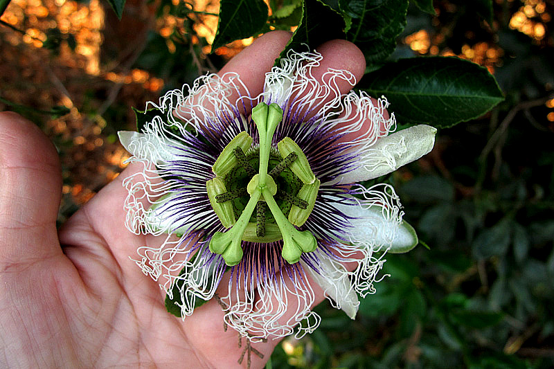 Изображение особи Passiflora edulis.