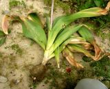 Allium giganteum. Выкопанное растение. Копетдаг, Чули. Июнь 2011 г.