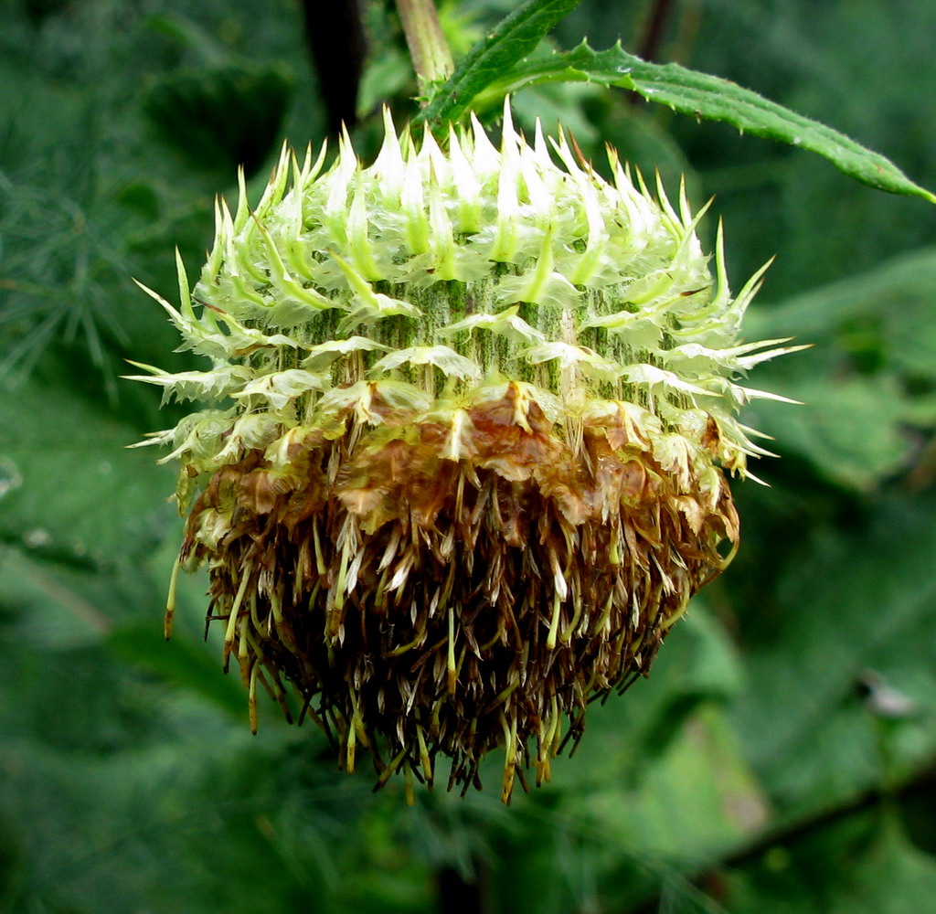 Image of Alfredia cernua specimen.