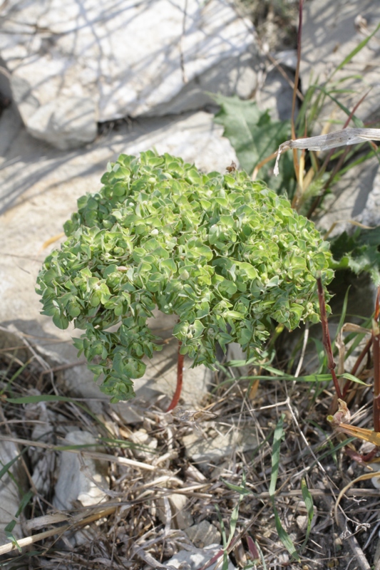 Изображение особи Euphorbia falcata.