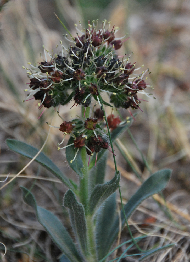 Изображение особи Craniospermum mongolicum.