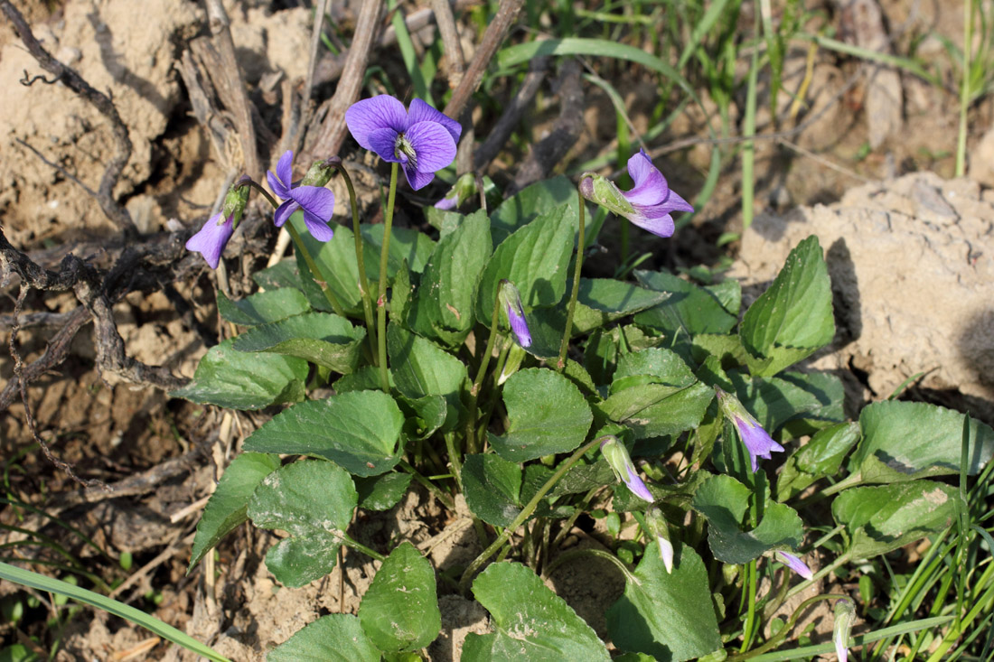 Изображение особи род Viola.