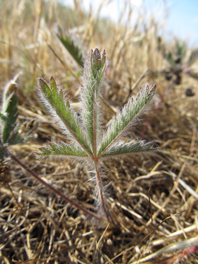 Image of Potentilla semilaciniosa specimen.