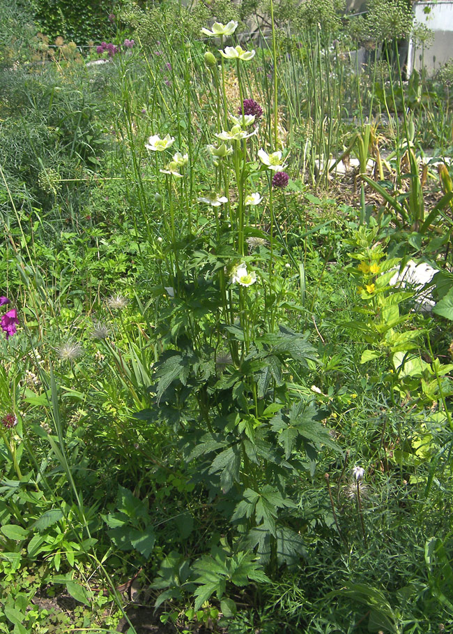 Изображение особи Anemone virginiana.