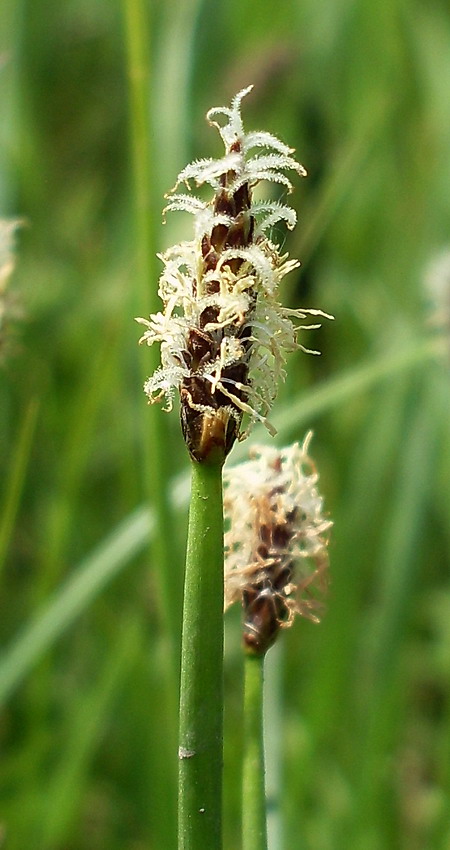 Image of Eleocharis palustris specimen.