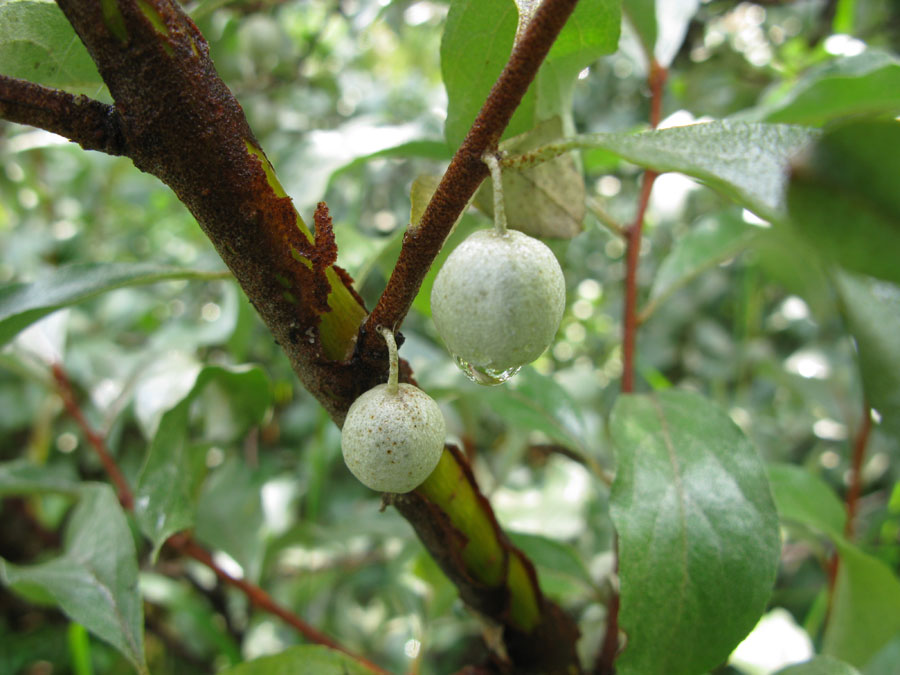 Image of Elaeagnus commutata specimen.