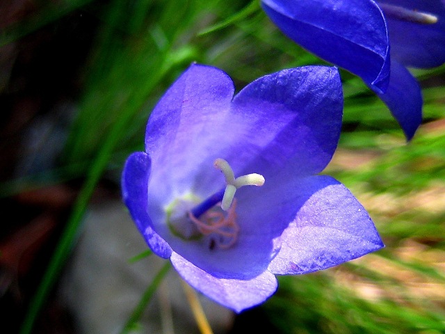 Image of Campanula rotundifolia specimen.