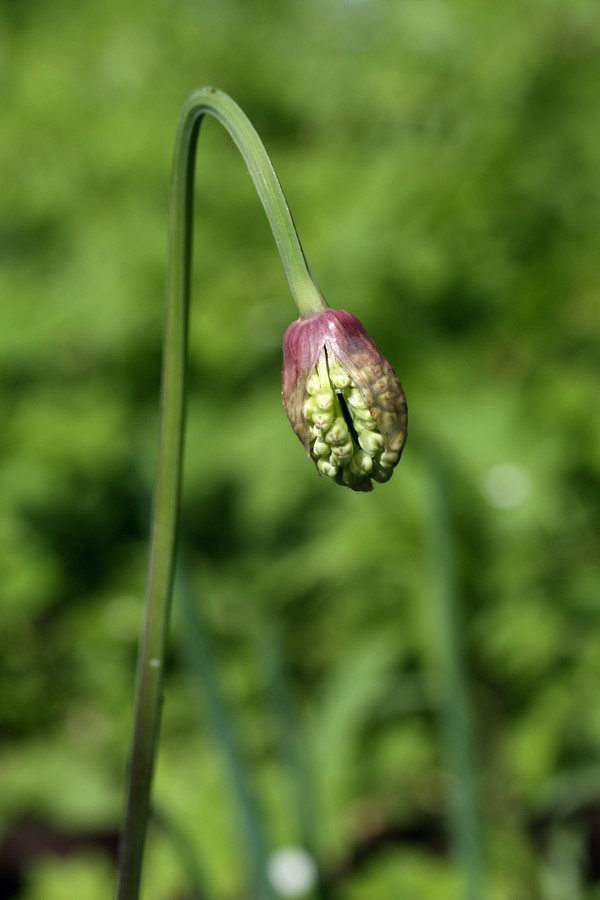 Image of Allium microdictyon specimen.