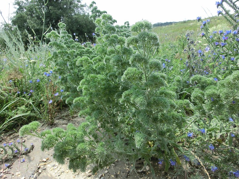 Image of Echium vulgare specimen.