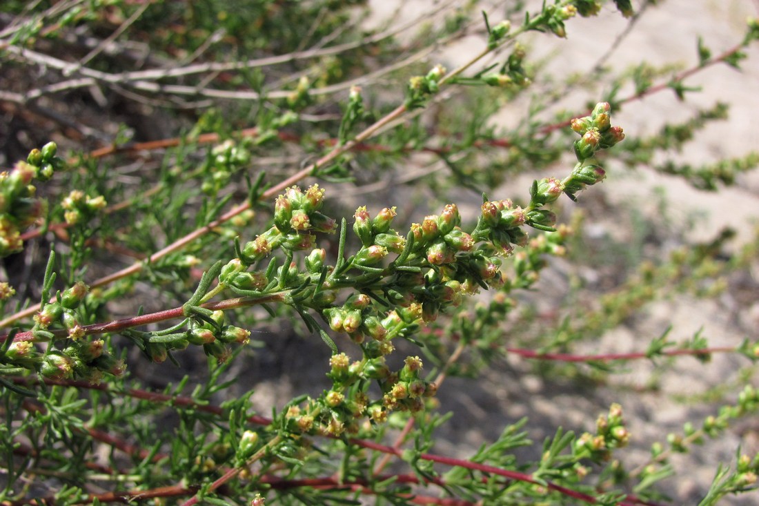 Image of Artemisia arenaria specimen.