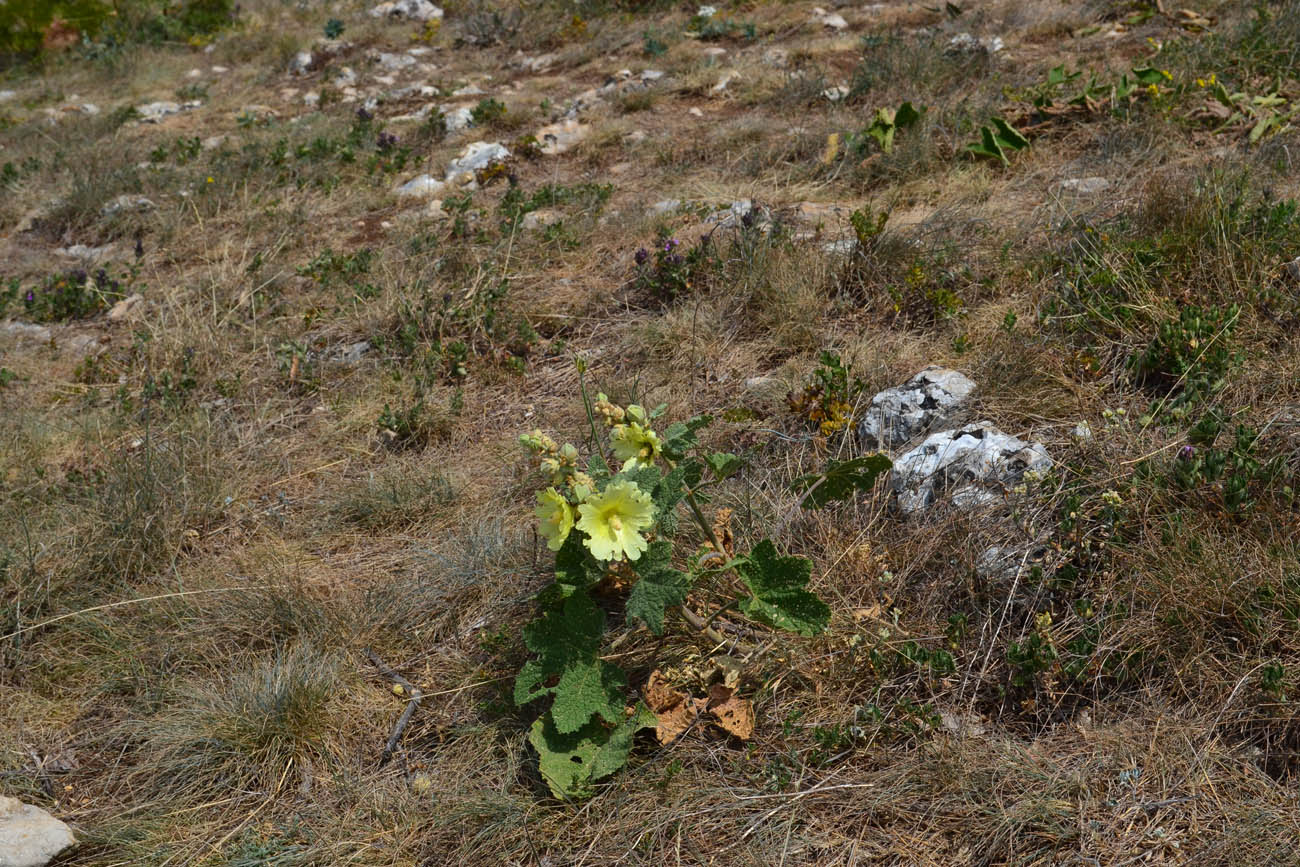 Изображение особи Alcea rugosa.